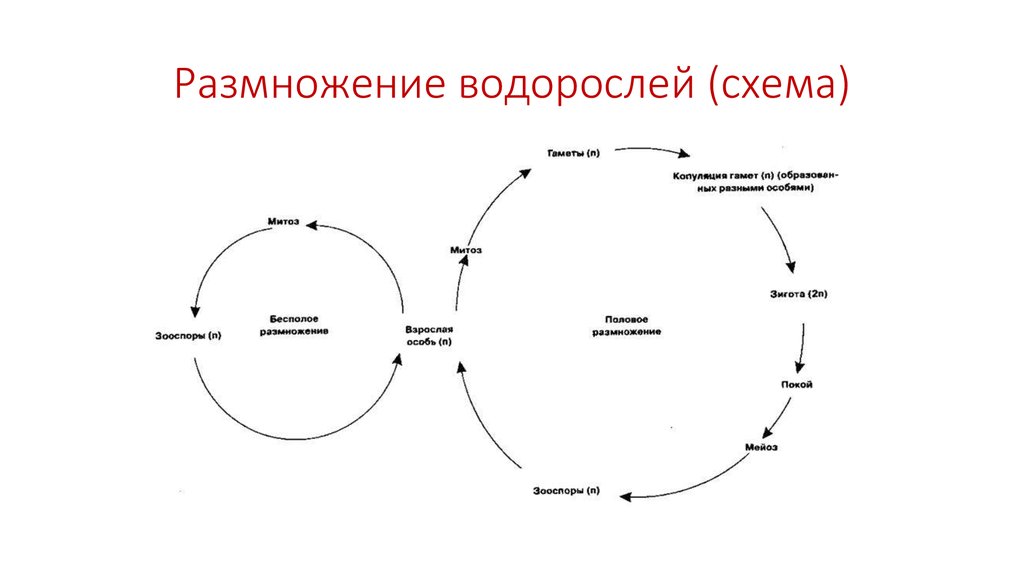 Размножение ламинарии схема