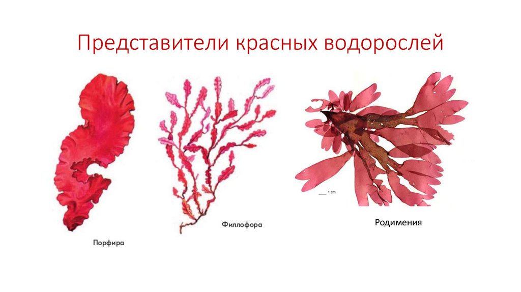 Представители красных водорослей
