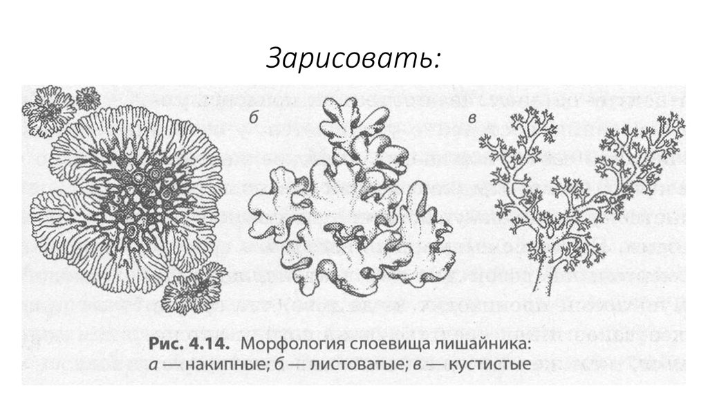 Рисунок лишайника. Ксантория лишайник листоватый. Кустистые листоватые и накипные лишайники схема. Накипные лишайники схема. Накипной таллом лишайника.