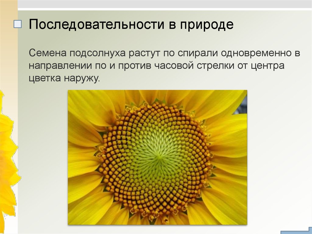 Термин последовательность. Спирали в природе подсолнух. Порядок в природе. Последовательность в природе. Семечки в подсолнухе спираль.