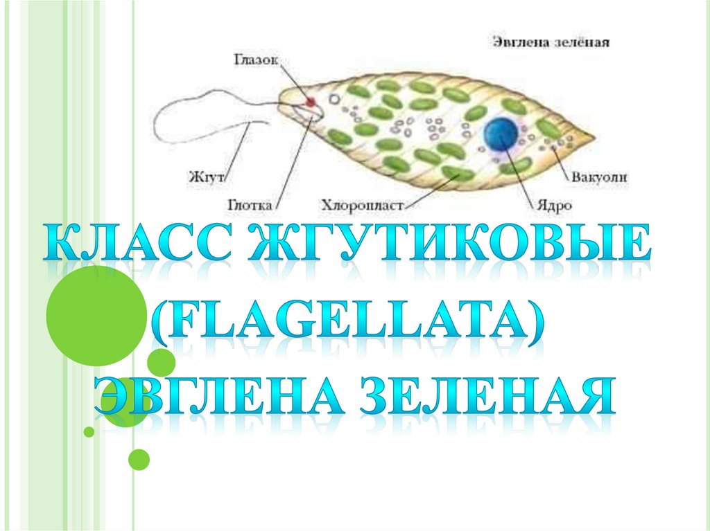 Схема строения эвглены зеленой