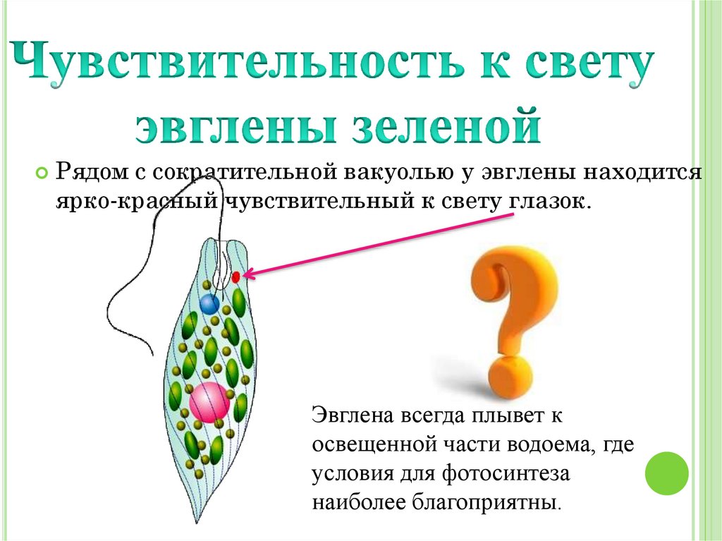 Эвглена зеленая какое питание