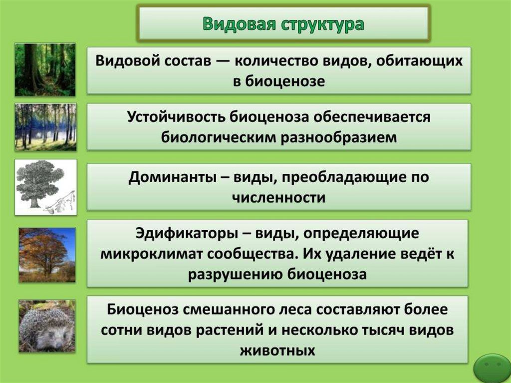 Изучение взаимосвязи животных с другими компонентами биоценоза презентация