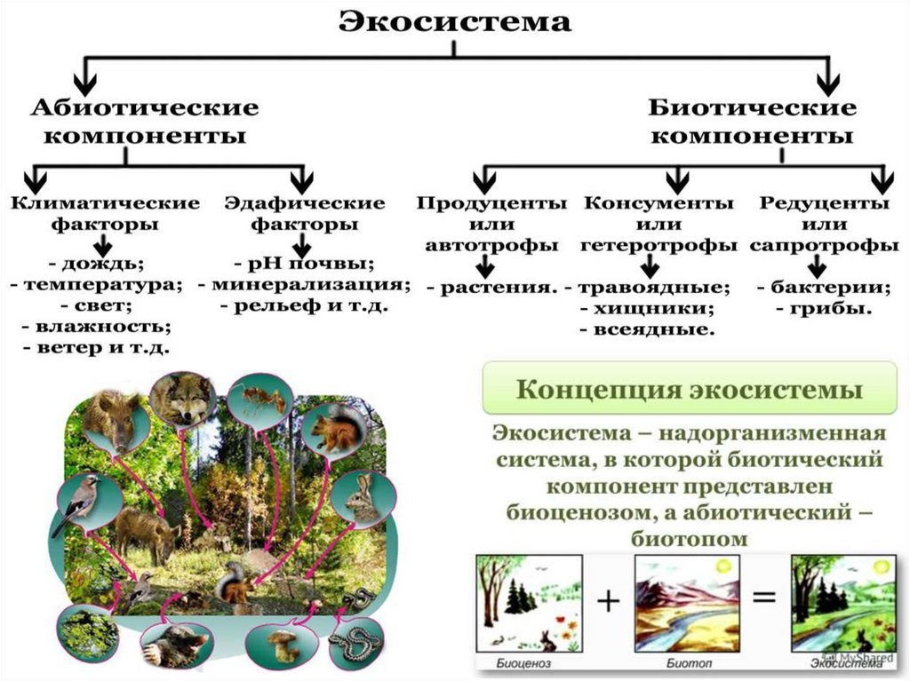 4 компонента природы