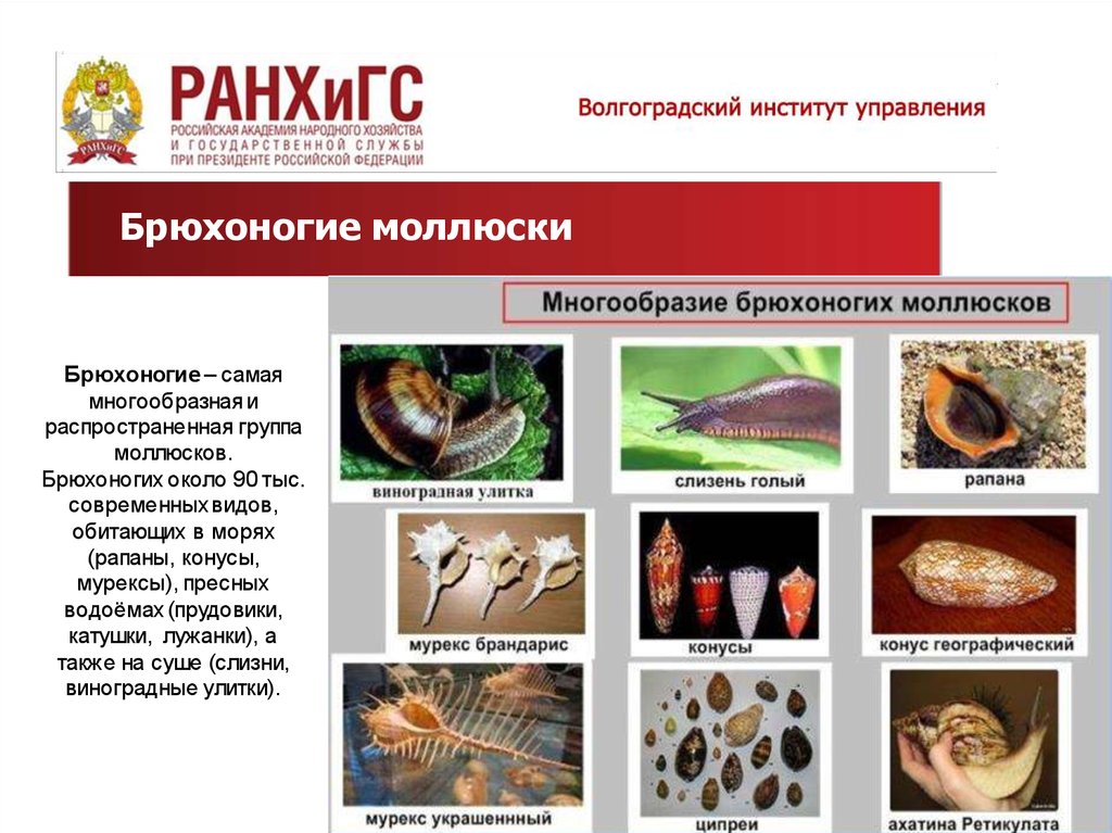 Группа моллюски представители. Группа моллюски. Мурекс Брандарис моллюск. Среди экологических групп моллюсков отсутствуют. Палеогеновый период рыбы.