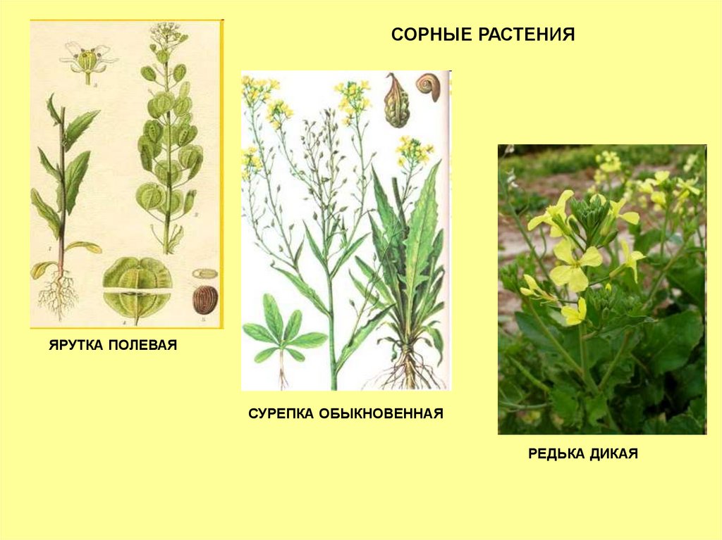 Фото сорных растений с названиями каталог