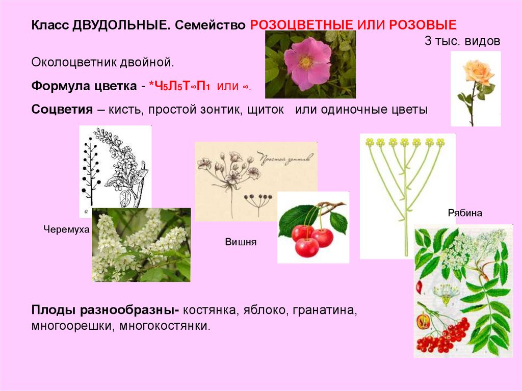 Формула цветка растений семейства розоцветные ответ. Розовые подсемейство формула цветка. Розоцветные плод. Двудольные кустарники. Двудольные растения Розоцветные.