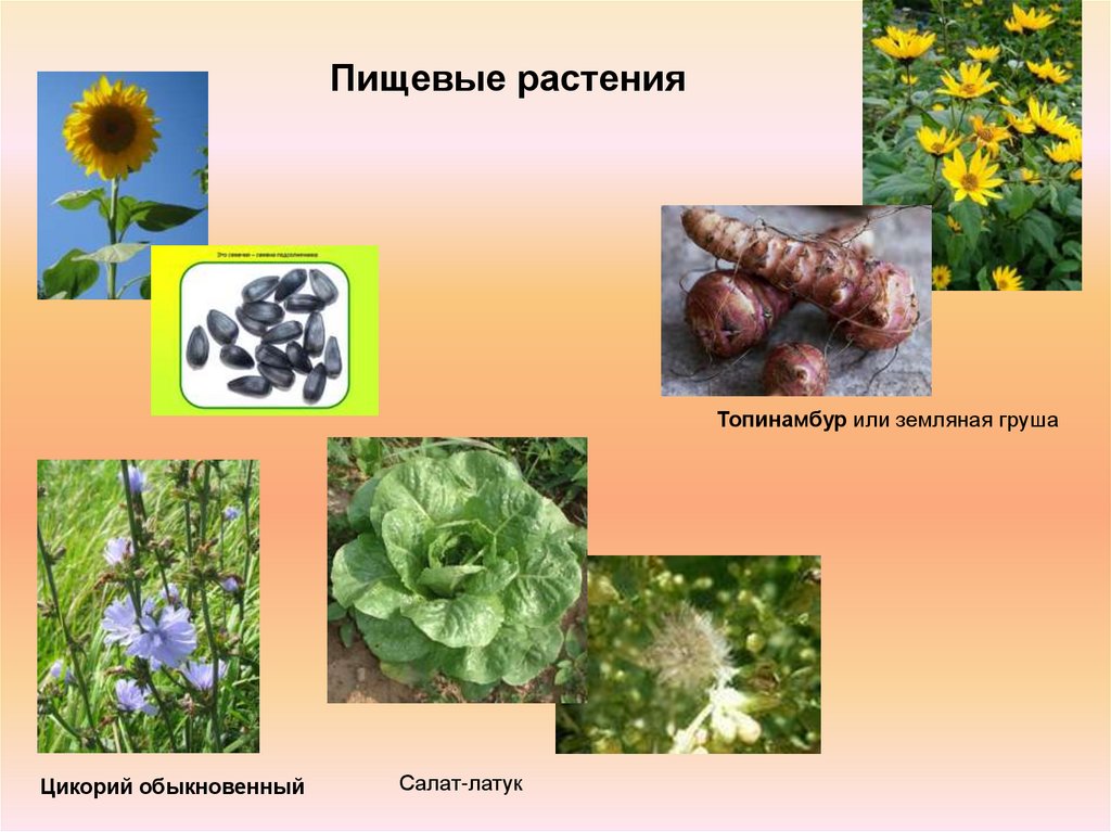 Группа растений которых является. Группы пищевых растений. Питательные растения. Пищевые цветковые растения. Пищевые растения названия.