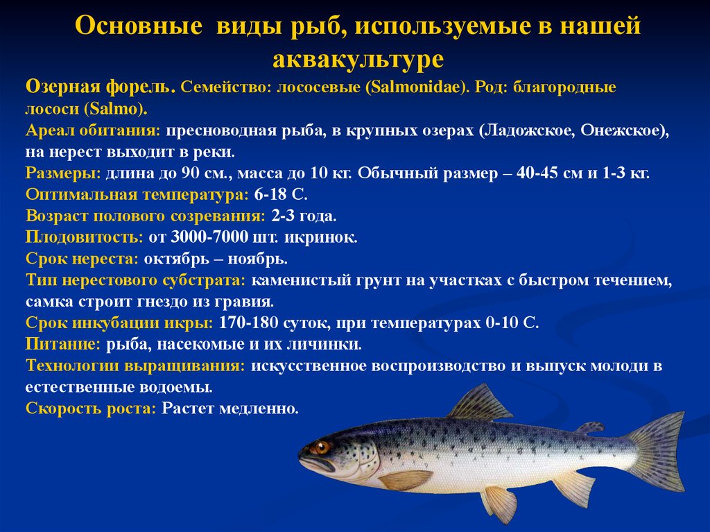 Рациональное использование рыб. Характеристика основных видов рыб. Виды форели. Промысловый размер рыбы. Характеристика рыбы форель.