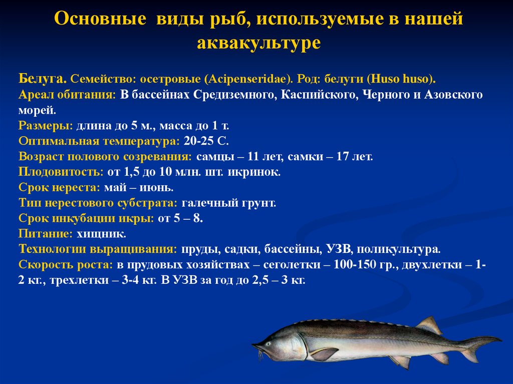 Рациональное использование рыб. Осетровые Промысловая рыба. Осетровые общая характеристика.