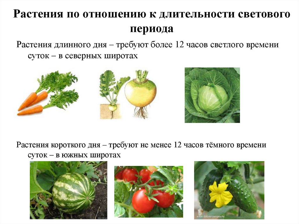 Растений отношения. Растения короткого дня. Растения длинного и короткого дня. Растения короткого и длинного светового дня. Растения короткого светового дня.