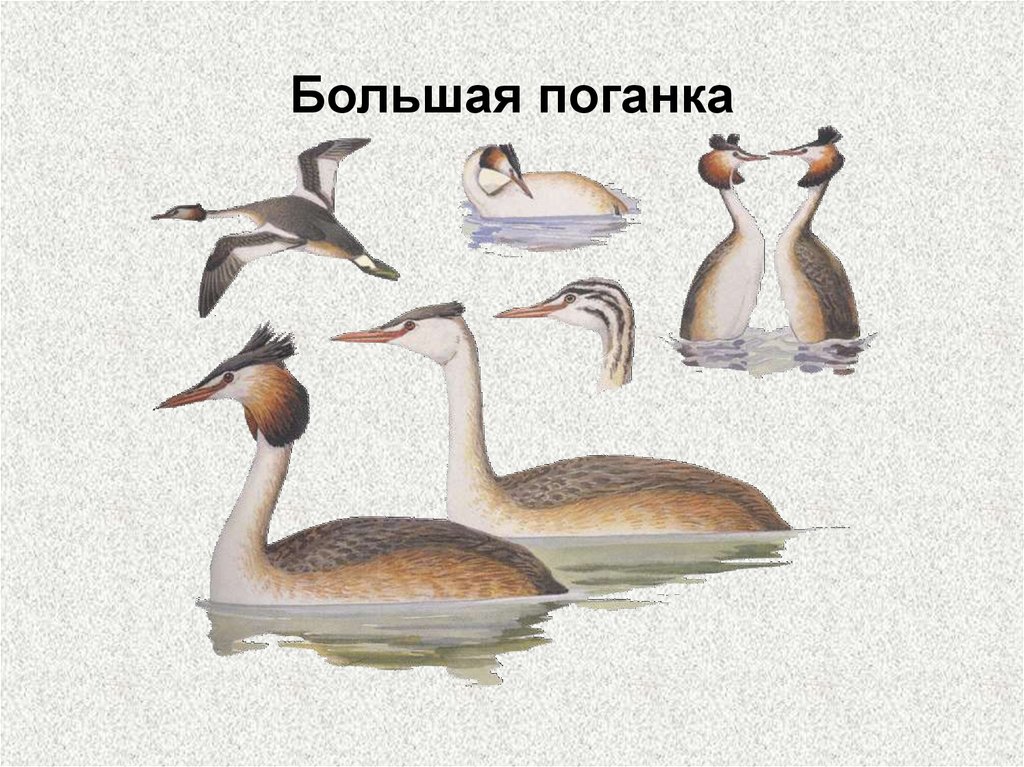 Водоплавающие птицы рисунок