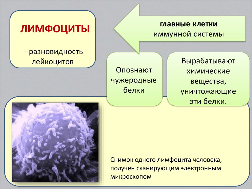 Функции лимфоцитов