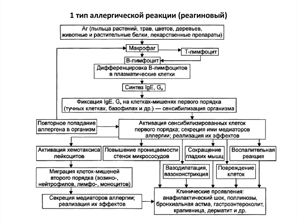 Риск аллергических реакций. Патогенез аллергических реакций 1 типа. Механизм развития аллергической реакции 1 типа. Аллергическая реакция первого типа патогенез. Патогенез аллергических реакций 1 типа патофизиология.