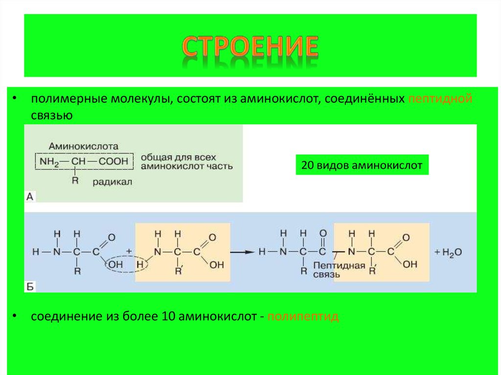 Строение полимеров. Полимерное строение белков. Структура полимеров. Аминокислоты Соединенные пептидной связью.