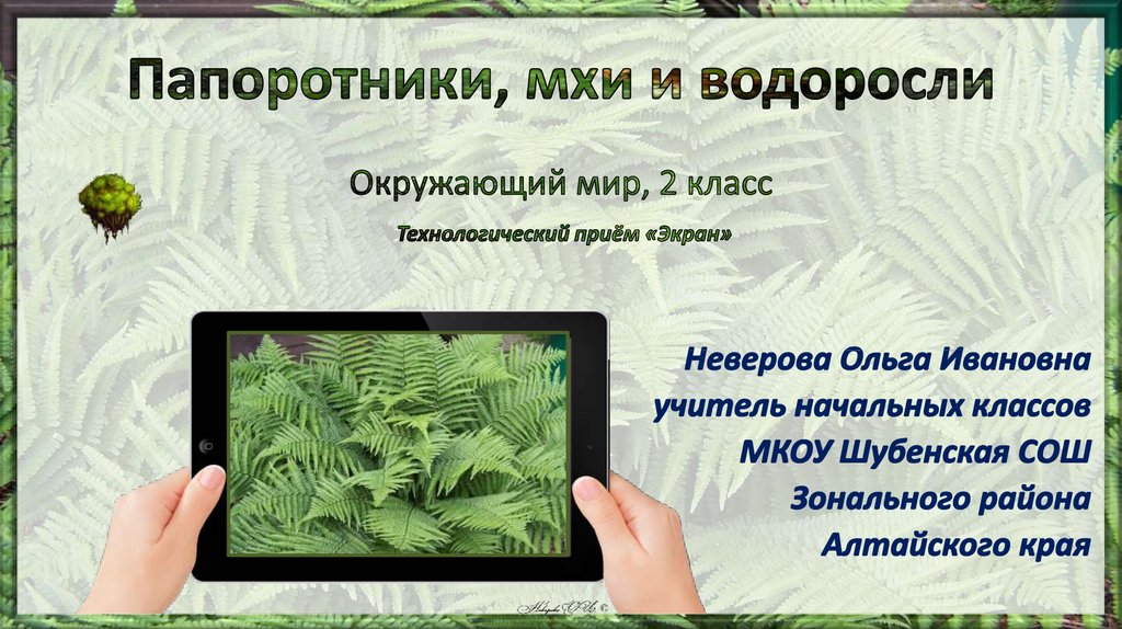 Папоротники в отличие от водорослей являются автотрофами. Водоросли мхи папоротники. Папоротники презентация. Водоросли мхи презентация. Моховидные и Папоротниковидные.