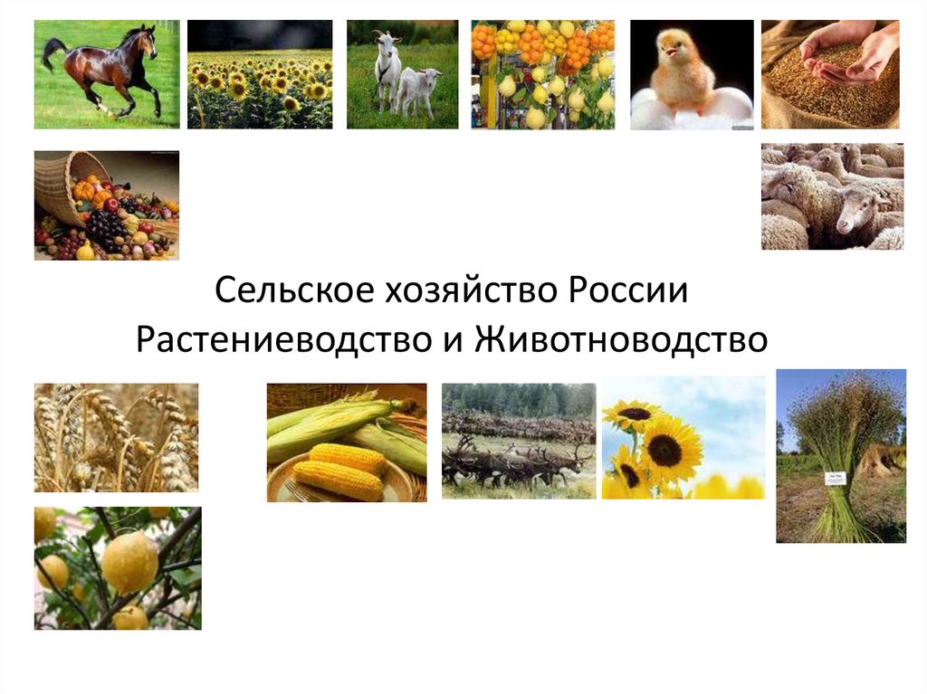 Сельское хозяйство России Растениеводство и Животноводство