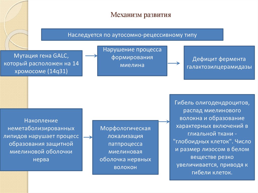 Механизм развития речи. Лейкодистрофии механизм патологии.