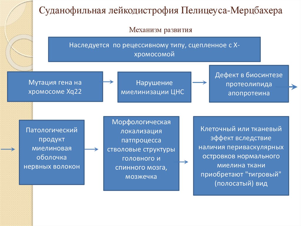 Лейкодистрофия это