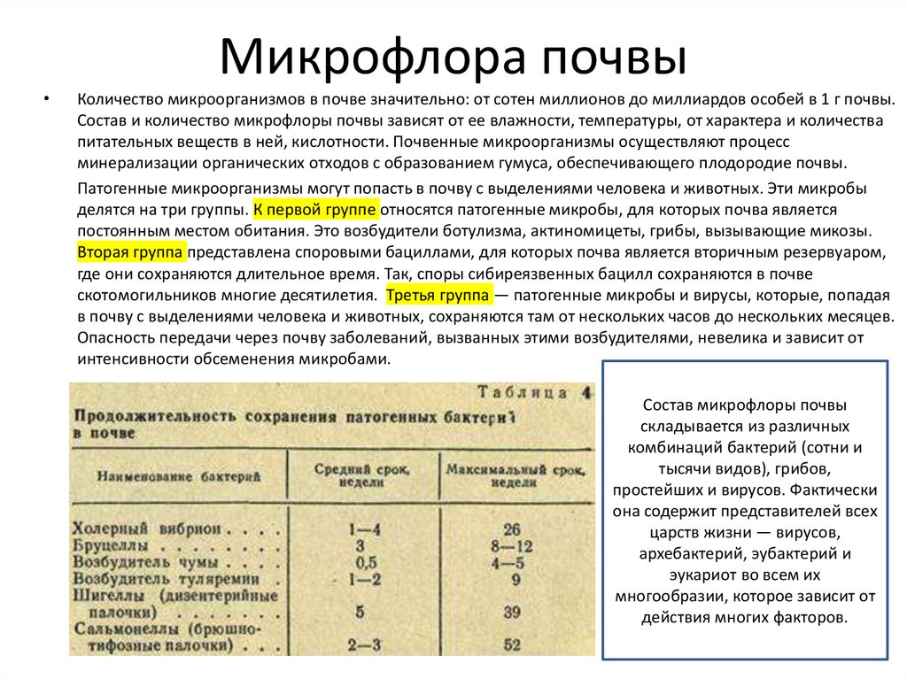 Микрофлора почвы состав