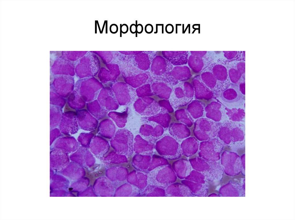 Морфология туралы презентация