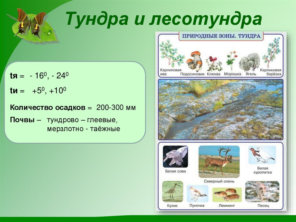 Осадки в зоне тундры. Природные зоны России презентация. Природные зоны тундры и лесотундры. Почвы тундры схема. Лесотундра природная зона.