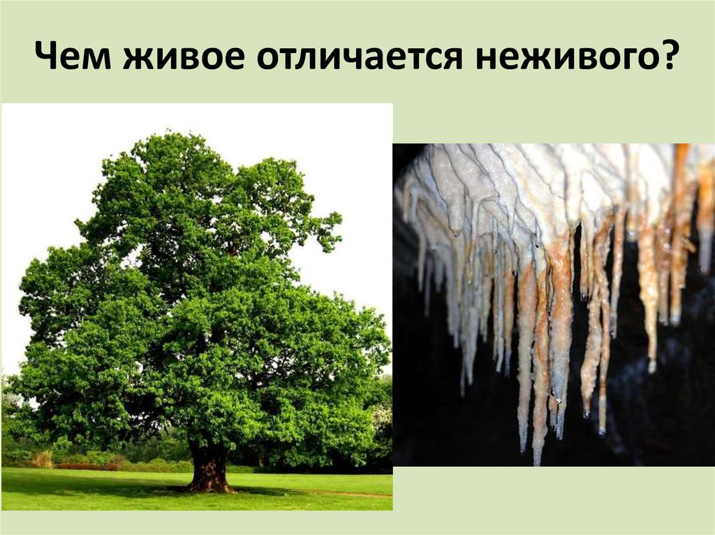 Живой отличаться. Живое из неживого. Клен и сосна это живые или неживые существа. Побег неживой природе в Греции. Что то живое.