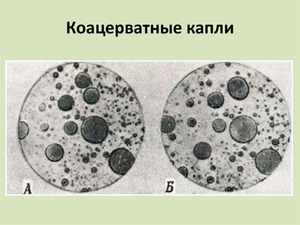 Теория происхождения первых клеточных организмов из коацерватов. Коацерваты Опарина. Коацерватные капли Опарин. Строение коацерватов. Образование коацерватной капли.