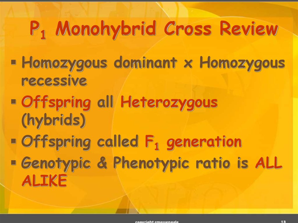 P1 Monohybrid Cross Review