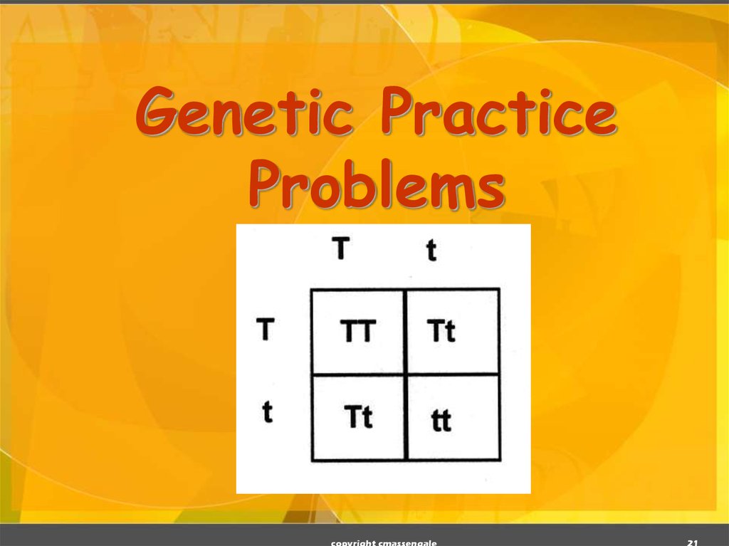 Genetic Practice Problems