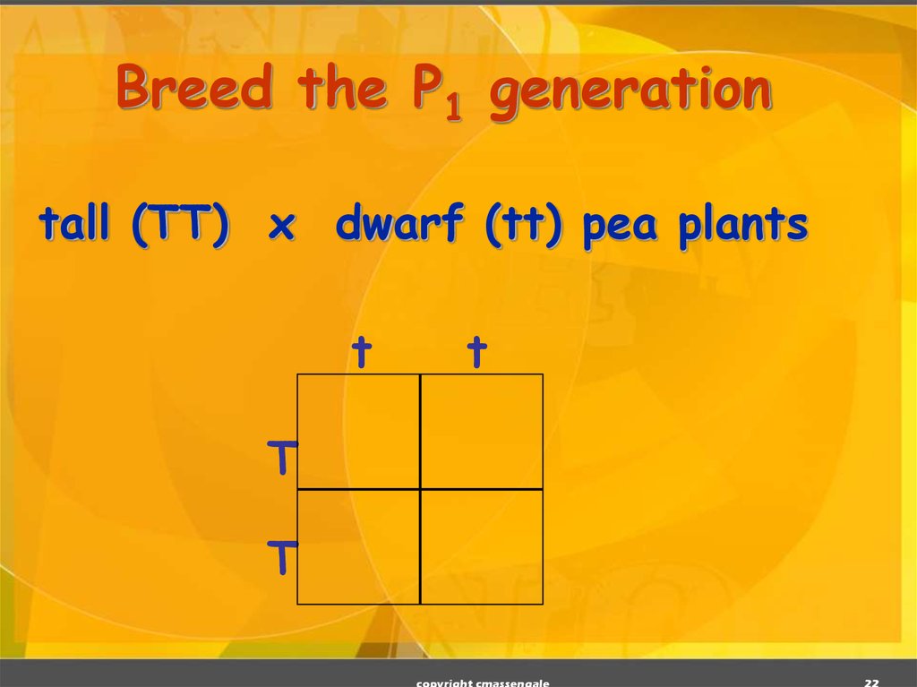 Breed the P1 generation