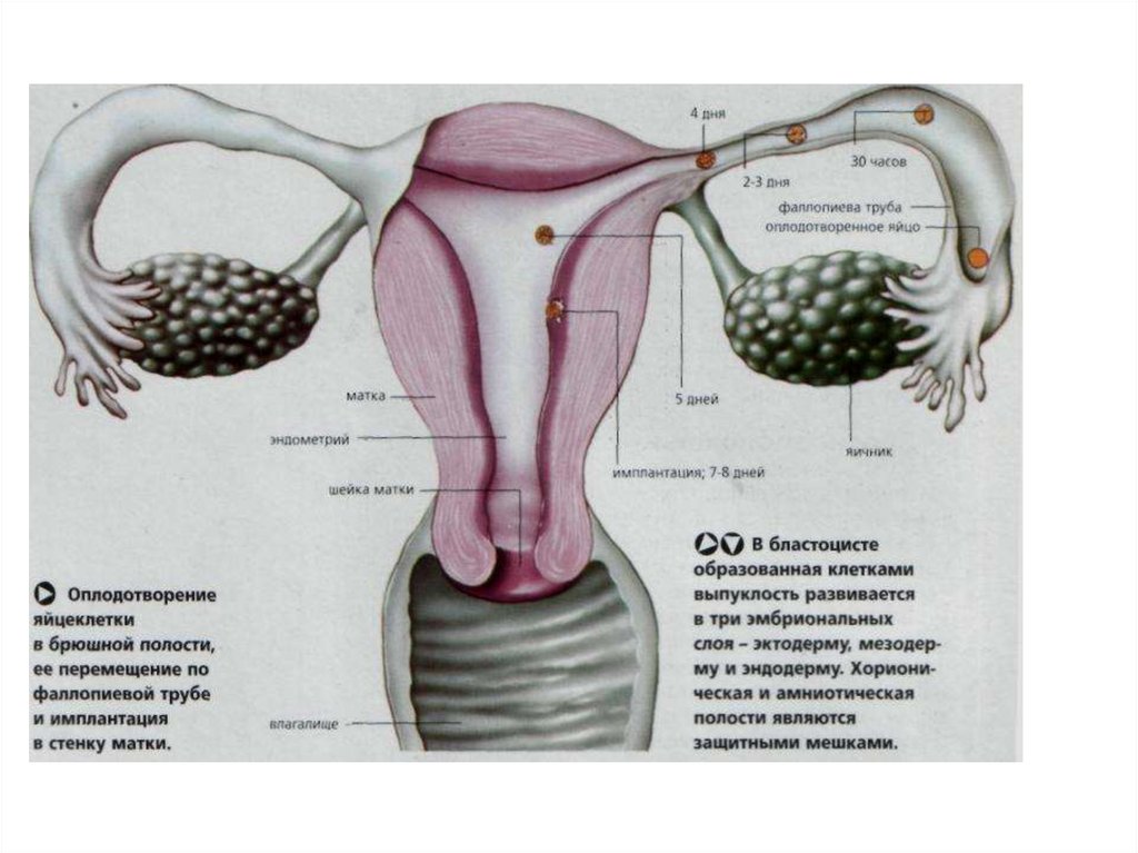Женские органы оплодотворение