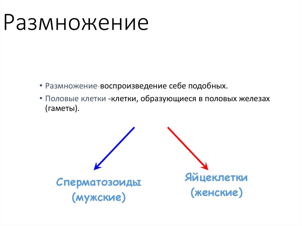 Строение и функции репродуктивной системы 8 класс презентация