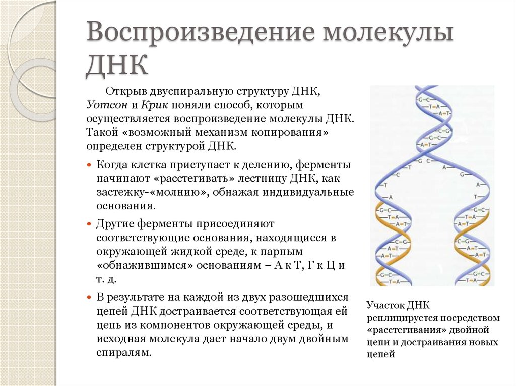Значение молекул днк. Схема двухцепочечной молекулы ДНК. Структура двухцепочечной молекулы ДНК. Нарисуйте схему структуры двухцепочечной молекулы ДНК. Двуспиральную структуру ДНК.