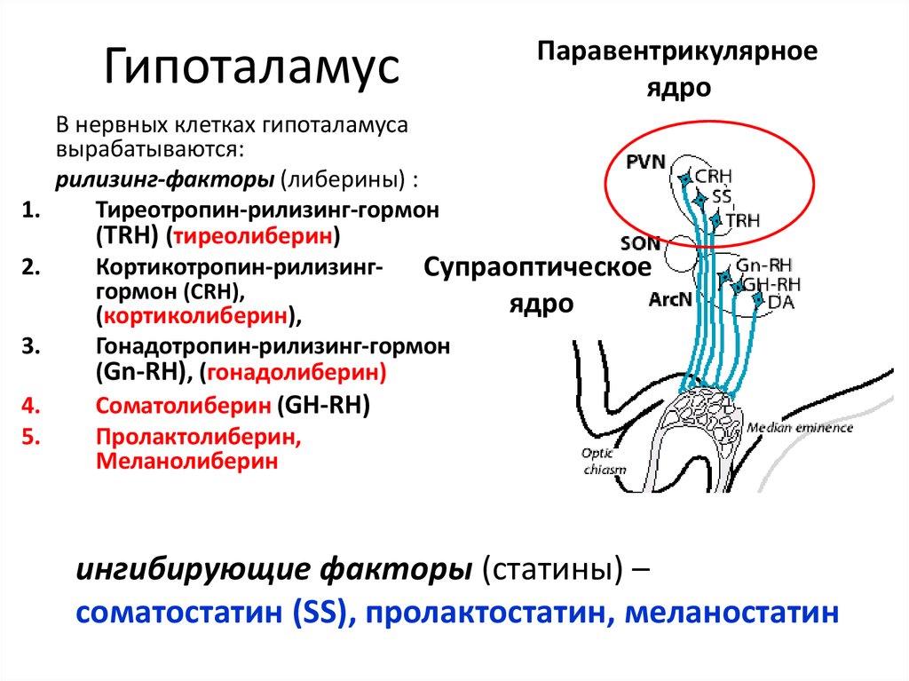 Какой гормон выделяет