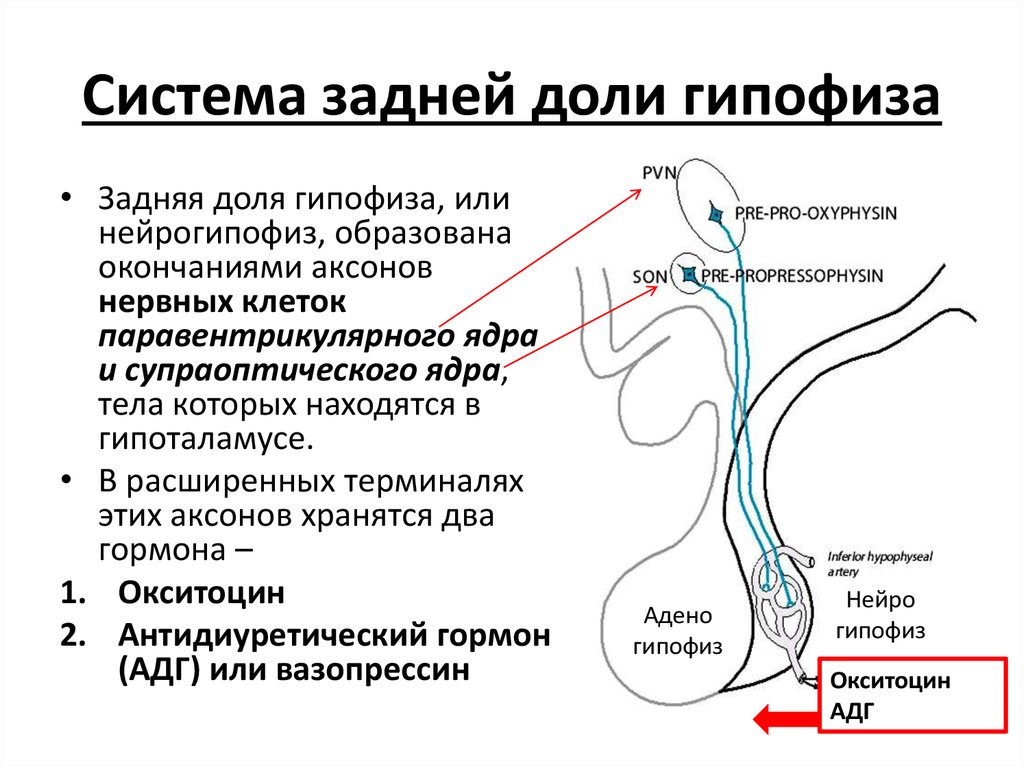 Гормоны нейрогипофиза