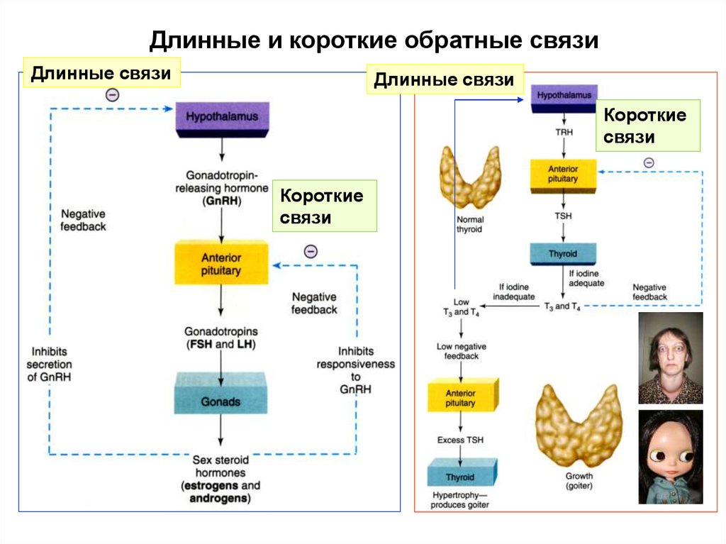 Связь короче. Иерархия эндокринной системы. Управление эндокринной системой. Эндокринная система длинные и короткие обратные связи. Принцип работы эндокринной системы иерархия.