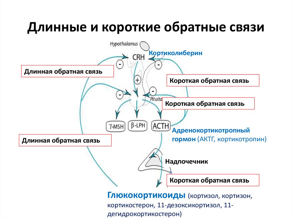 Глюкокортикоиды регуляция секреции. Принцип отрицательной обратной связи. Механизм отрицательной обратной связи гормонов. Отрицательная Обратная связь схема гормоны.