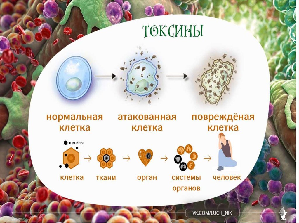 Токсин форум. Токсин. Токсины в организме. Виды токсинов. Взаимодействие зоотоксинов и организма.