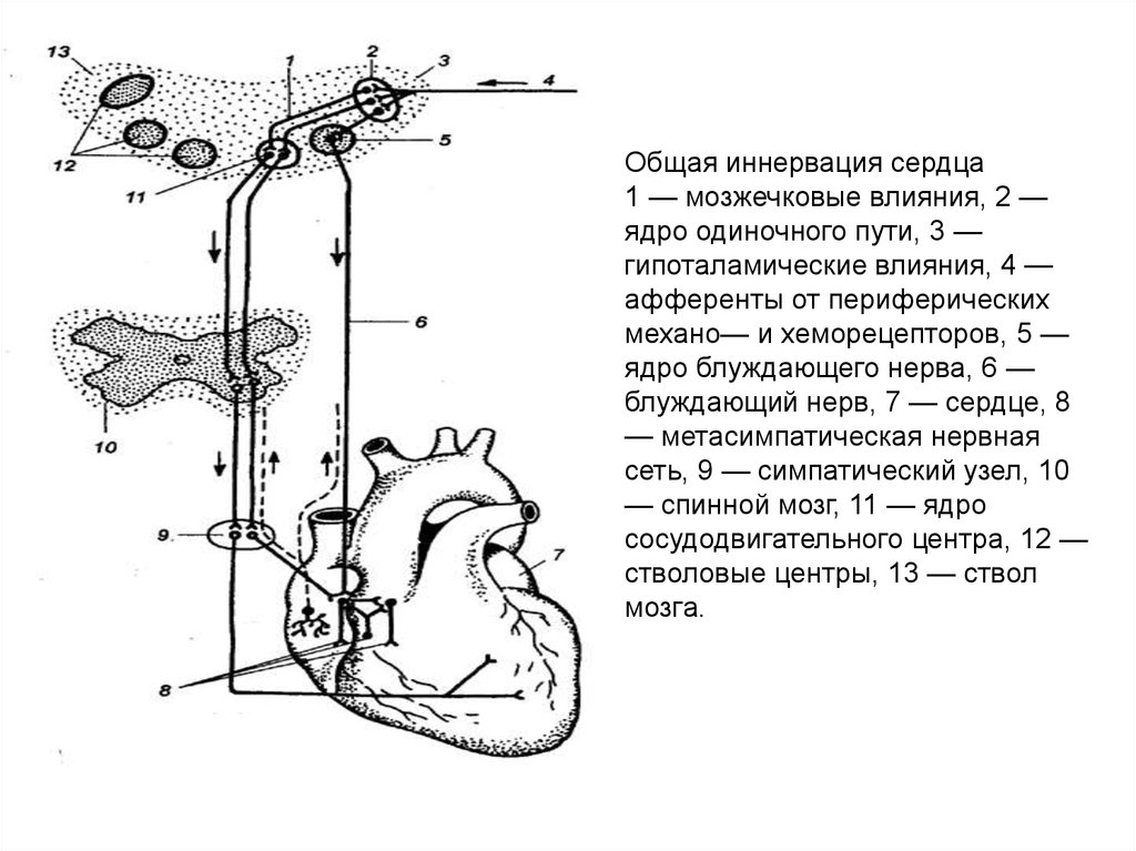 Иннервация блуждающего нерва. Блуждающий нерв иннервация сердца схема. Вегетативная иннервация сердца схема. Схема парасимпатической иннервации сердца. Симпатическая и парасимпатическая иннервация сердца.