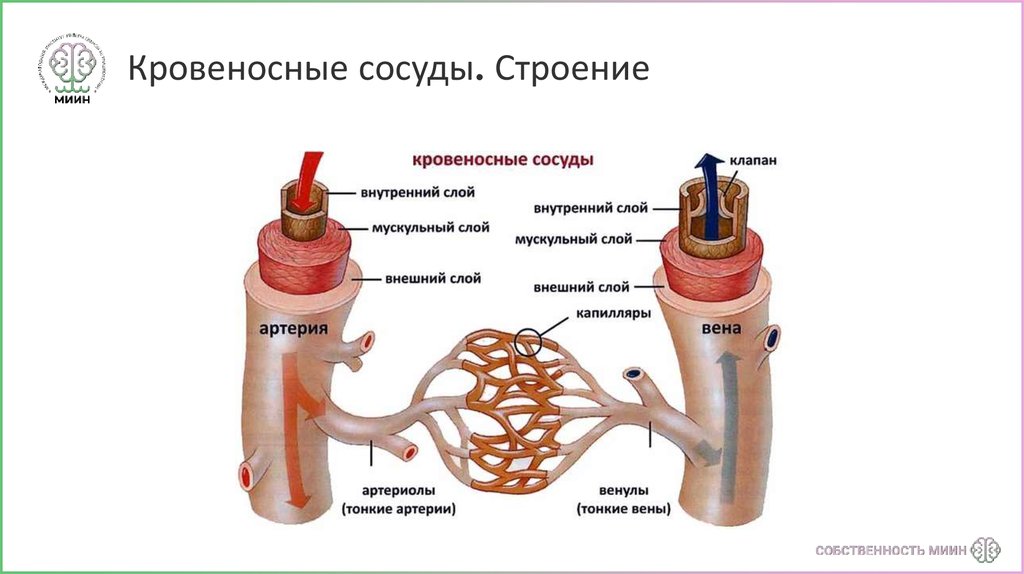 Особенности строения артерий вен. Строение сосудов. Строение сосудов их функциональные группы. Строение артерии. Общий план строения сосудов.