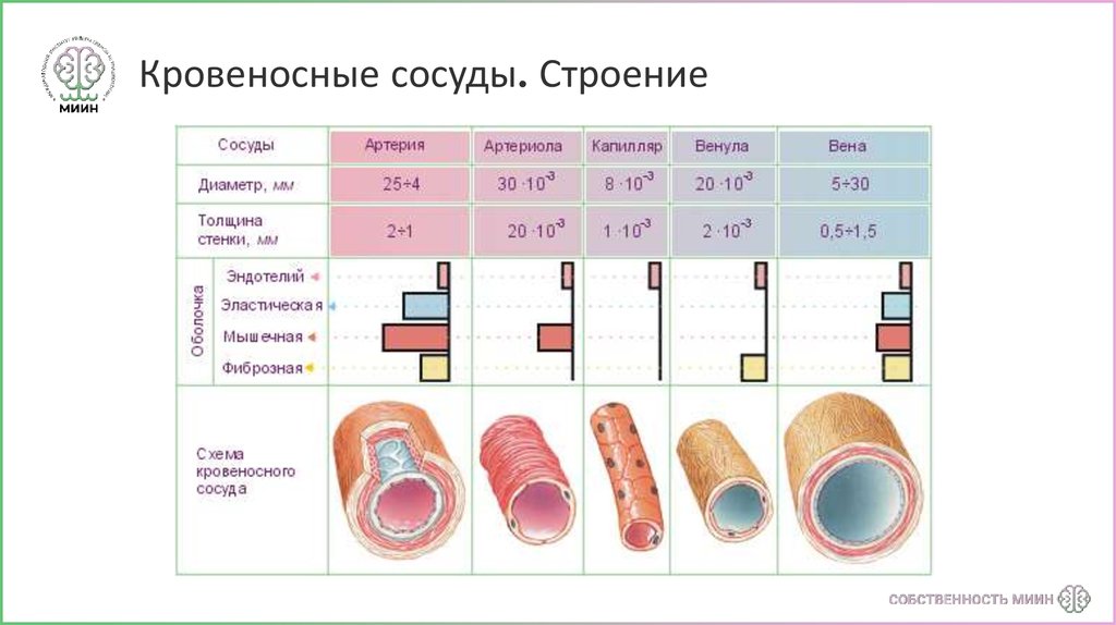 Кровеносные сосуды строение. Строение сосудов их функциональные группы. Строение сосудов кровеносной системы. Общие закономерности строения и расположения сосудов. Закономерности расположения кровеносных сосудов анатомия кратко.