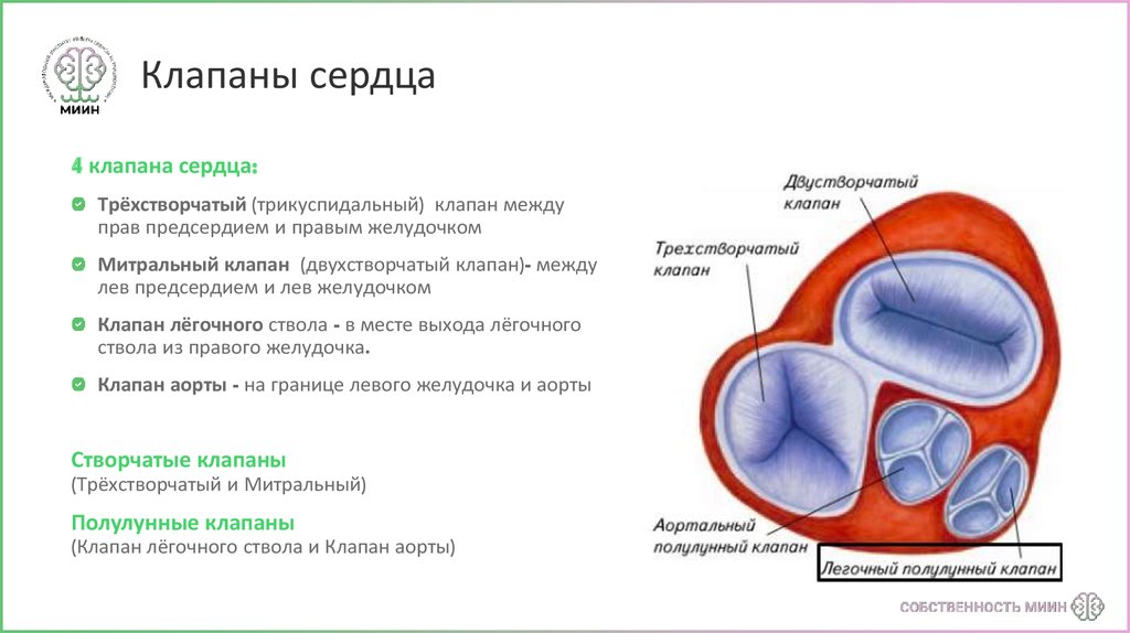 Трехстворчатый клапан сердца. Клапан двухстворчатый клапан сердце. Клапаны сердца трехстворчатый двухстворчатый митральный. Двухстворчатый клапан локализуется. Трехстворчатый и двухстворчатый клапаны сердца расположены.