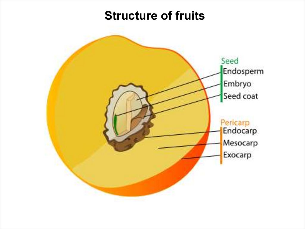 Fruits and their classification. Spreading of fruits and seeds - online