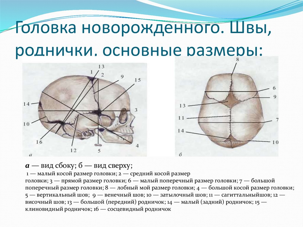 Размеры головки плода. Швы роднички Размеры головки плода. Череп новорожденного швы и роднички. Стреловидный шов черепа новорожденного. Головка новорожденного швы роднички основные Размеры.