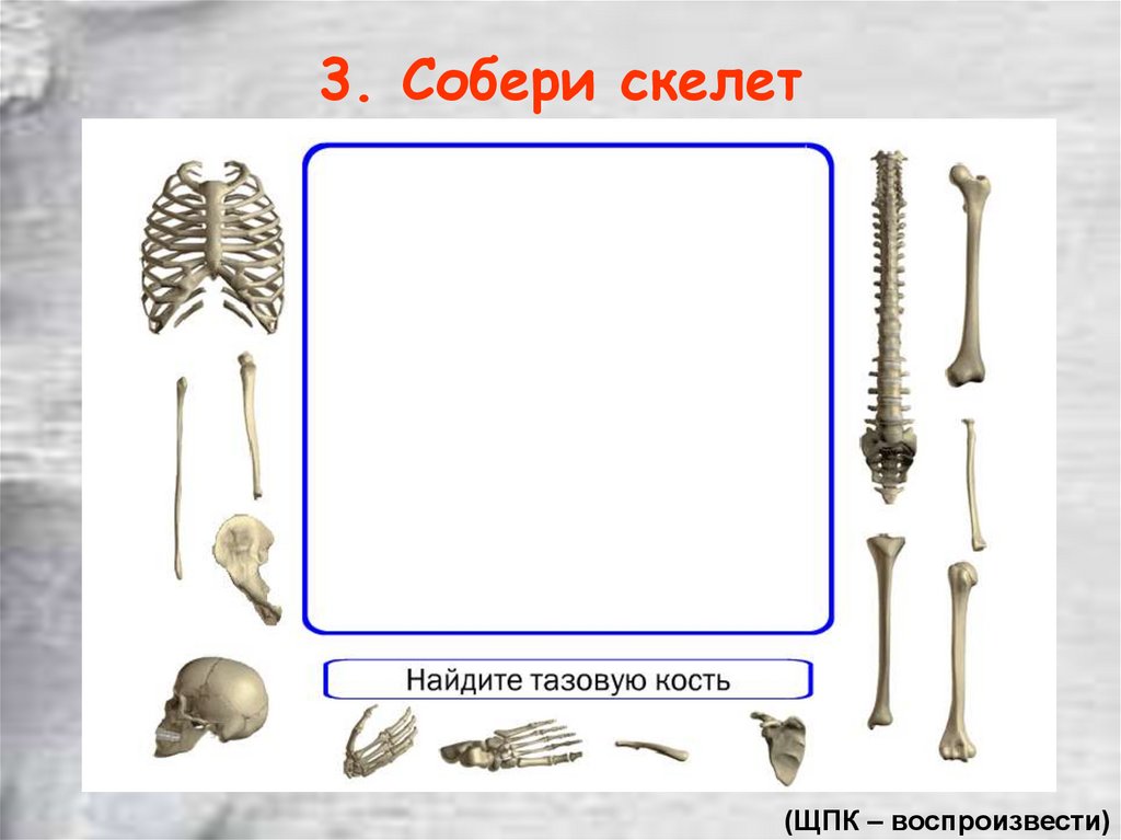 Остов человека 6 букв. Собери скелет. Скелет для собирания по костям. Игра Собери скелет человека.