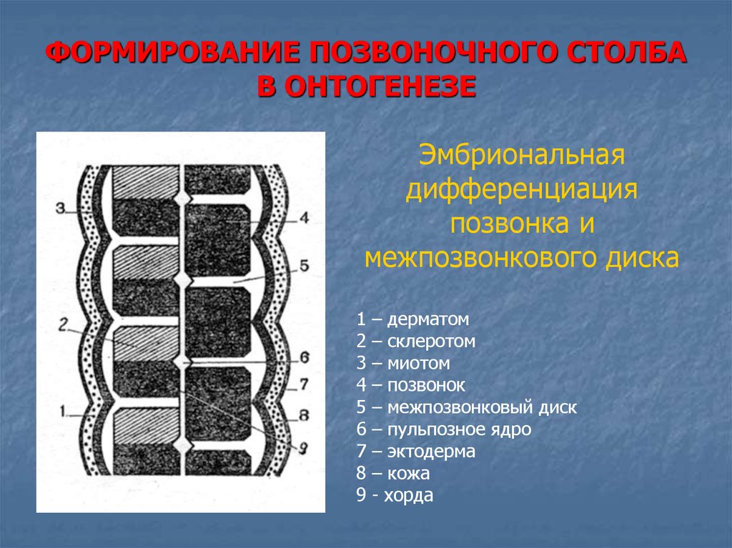 Развитие позвоночного столба