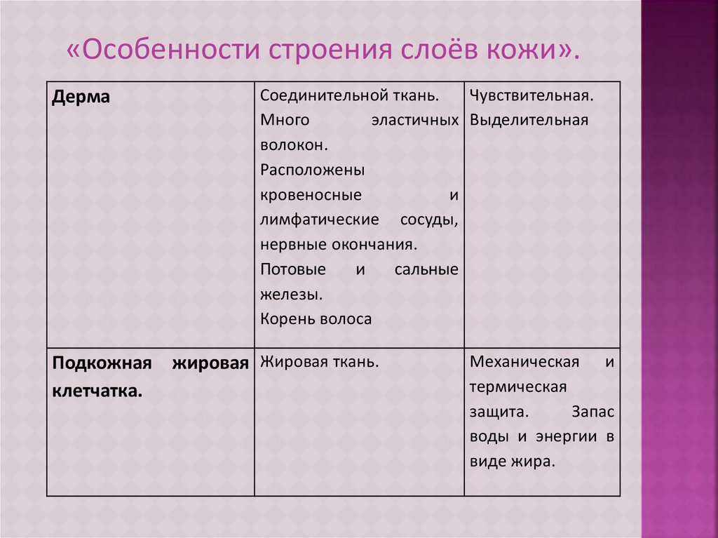 Строение и функции кожи презентация.