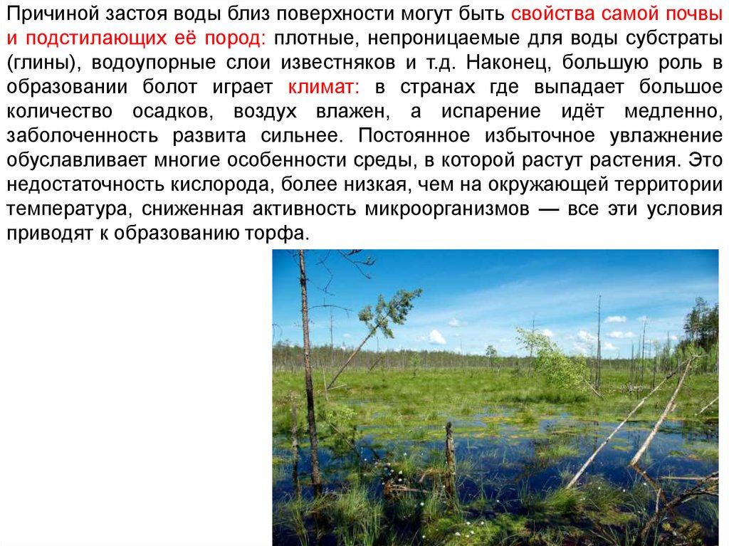 Скопление воды 5. Вода -это болото и застой. Роль Болотной экосистемы. Болота доклад. Природное сообщество болото.