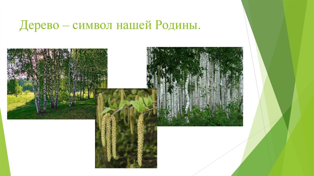 Какие деревья являются символом. Дерево символ нашей Родины. Деревья символ Родины. Дерево символ России.